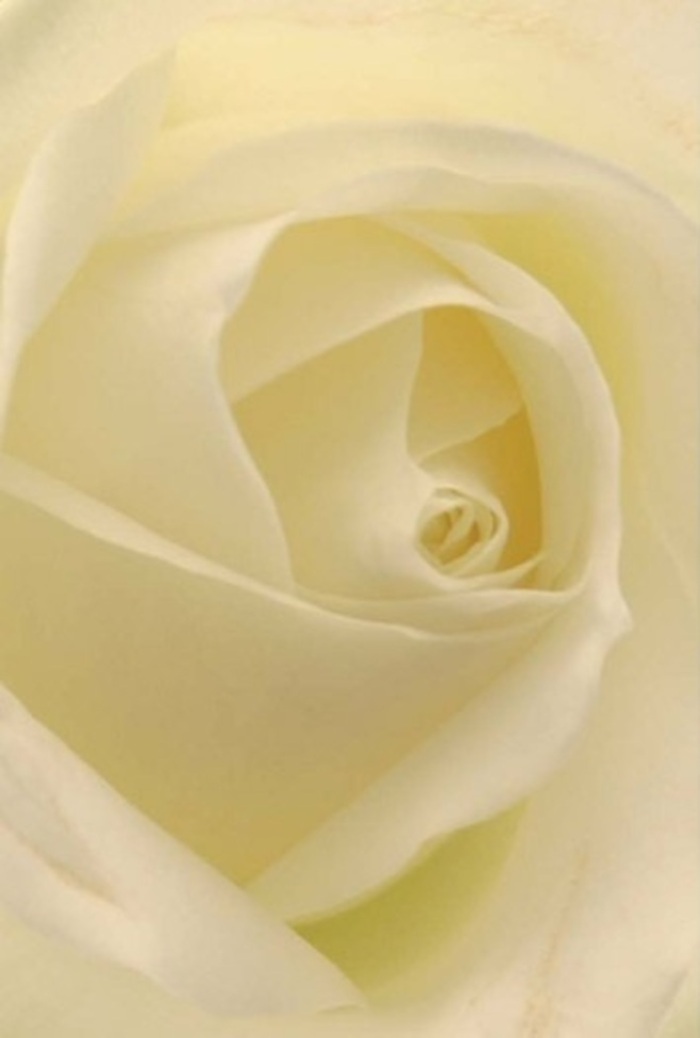 Looking closely at this classic white rose, you become absorbed in the gentle layering and softness of each petal-shades of white and cream melding together beneath daylight reminiscent of window light along Bexley High Street. The composition radiates calm sophistication, with delicate petals suffused by a soft inner glow, as if the flower were lit from within. To a Bexley florist, this rose becomes an ideal offering for intimate moments-a loving gesture, an earnest apology, or an opulent wedding centrepiece at Hall Place. Its near-perfect spiral hints at purity and resilience, while subtle differences in color and shadow enhance its natural style. The quiet, fresh fragrance brings peace to any room, ensuring its appropriateness, whether expressing heartfelt sympathy, admiration, or the joy of new beginnings in Bexley's close-knit neighborhoods. The careful craftsmanship is unmistakable, each petal a tribute to devotion and artistry shaped by community tradition.